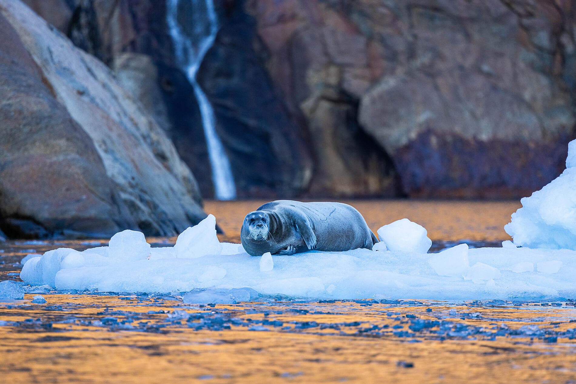 Expedition from Greenland to Canada 