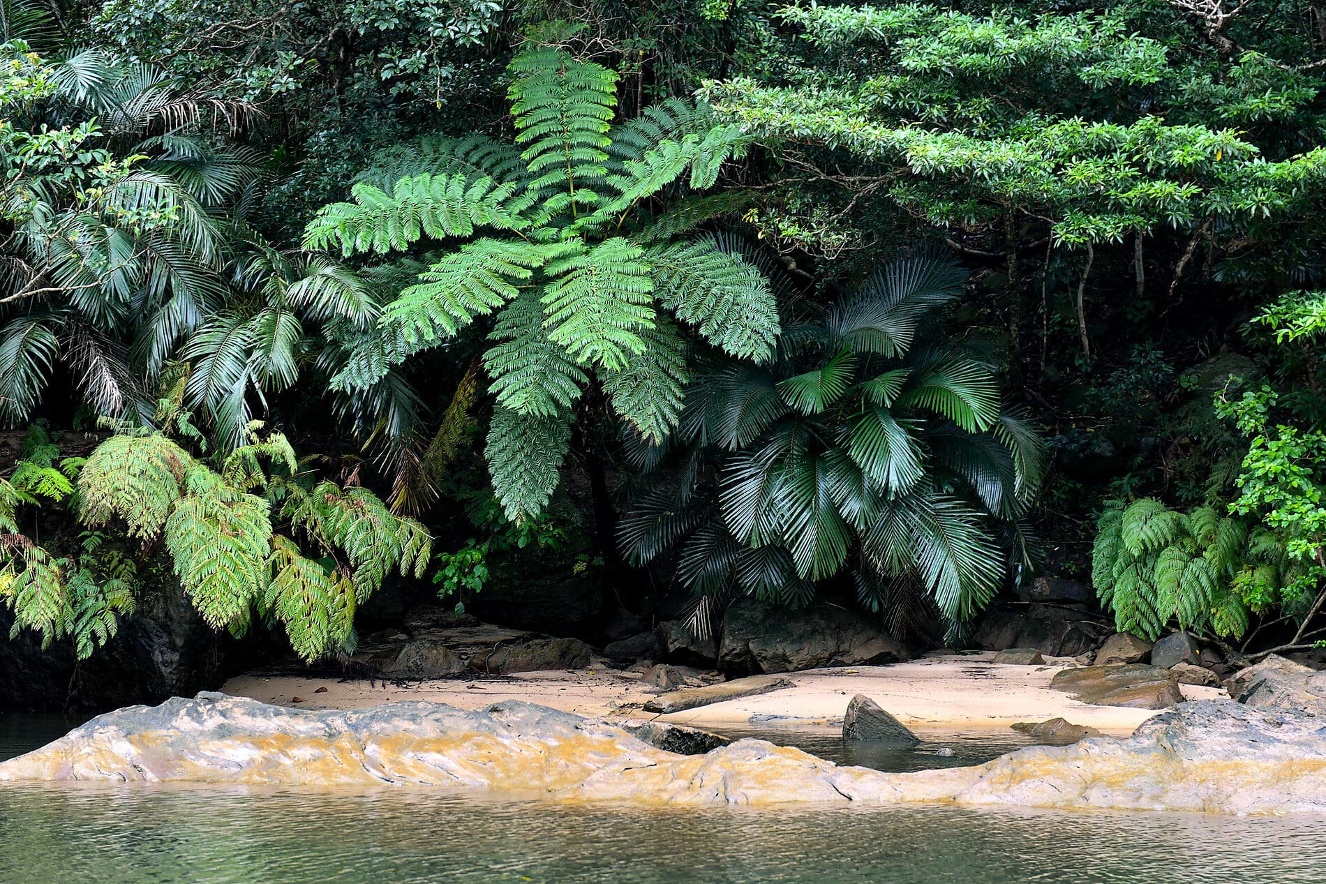 Odyssey in the heart of Japan’s subtropical islands