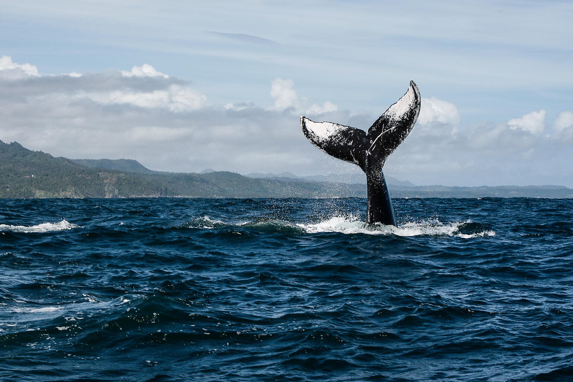 Jewels of the northern Caribbean 