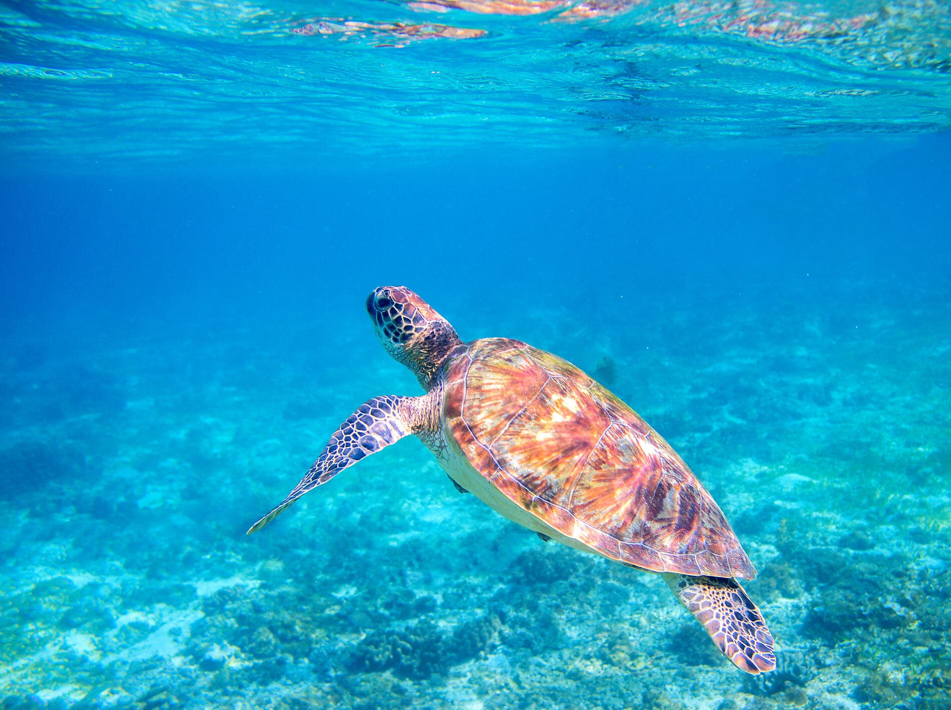 Jewels of the northern Caribbean 