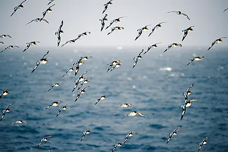 Nov 10, 25 > Nov 11, 25 - Crossing the Drake Passage
