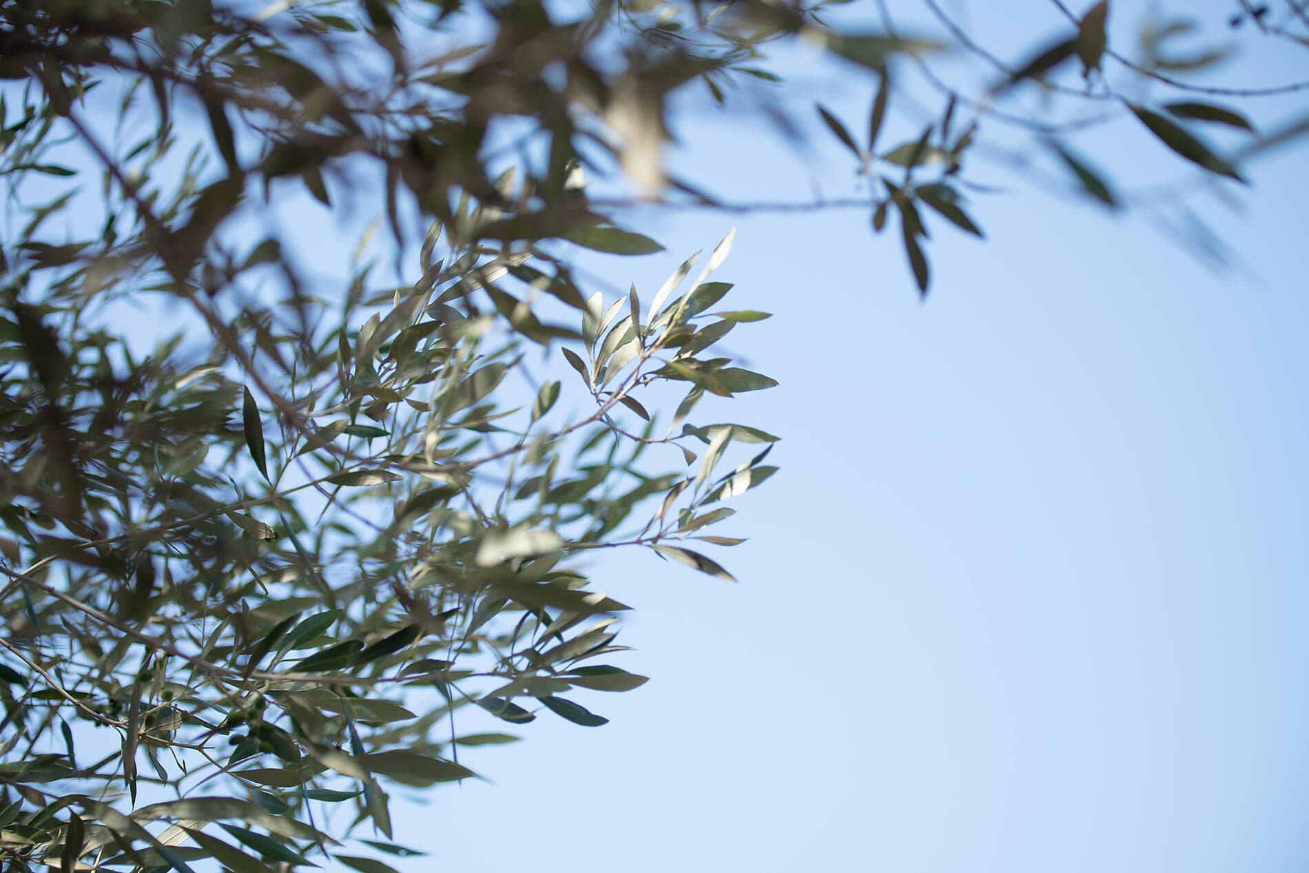 From the Catalan shores to the Italian coastlines 