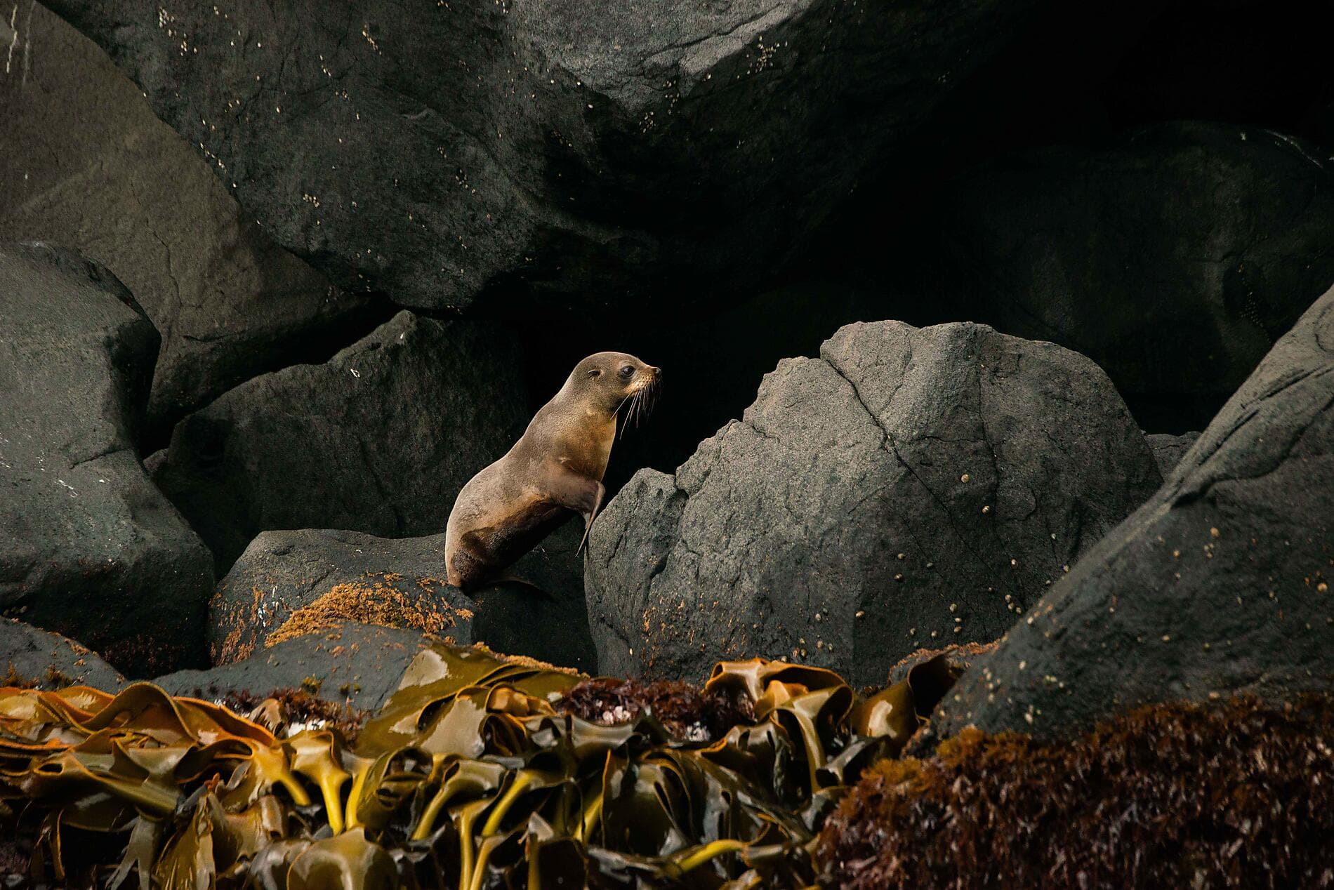 Expedition to New Zealand’s Subantarctic Islands  