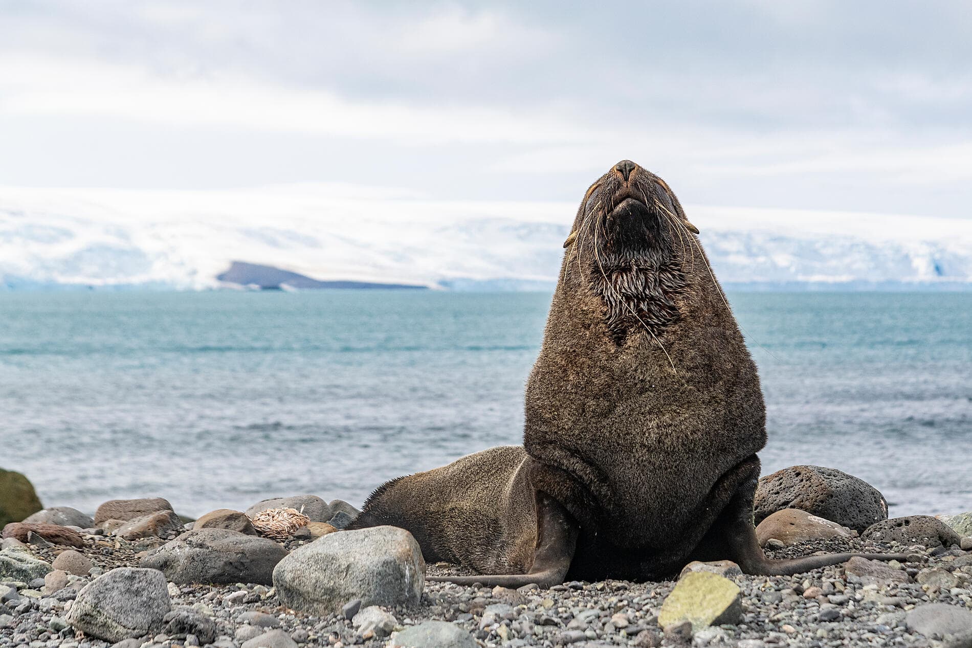 Emblematic Antarctica 