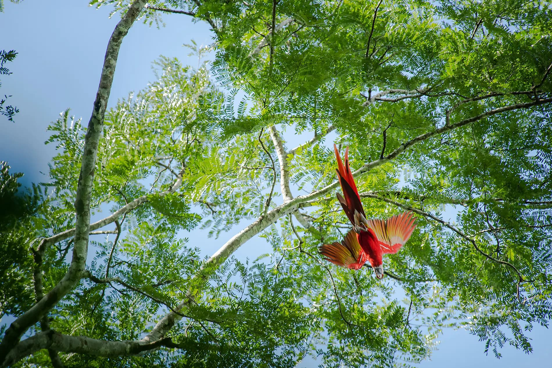Costa Rica by Sea: Wildlife and Rainforests of the Pacific Coast – with Smithsonian Journeys 