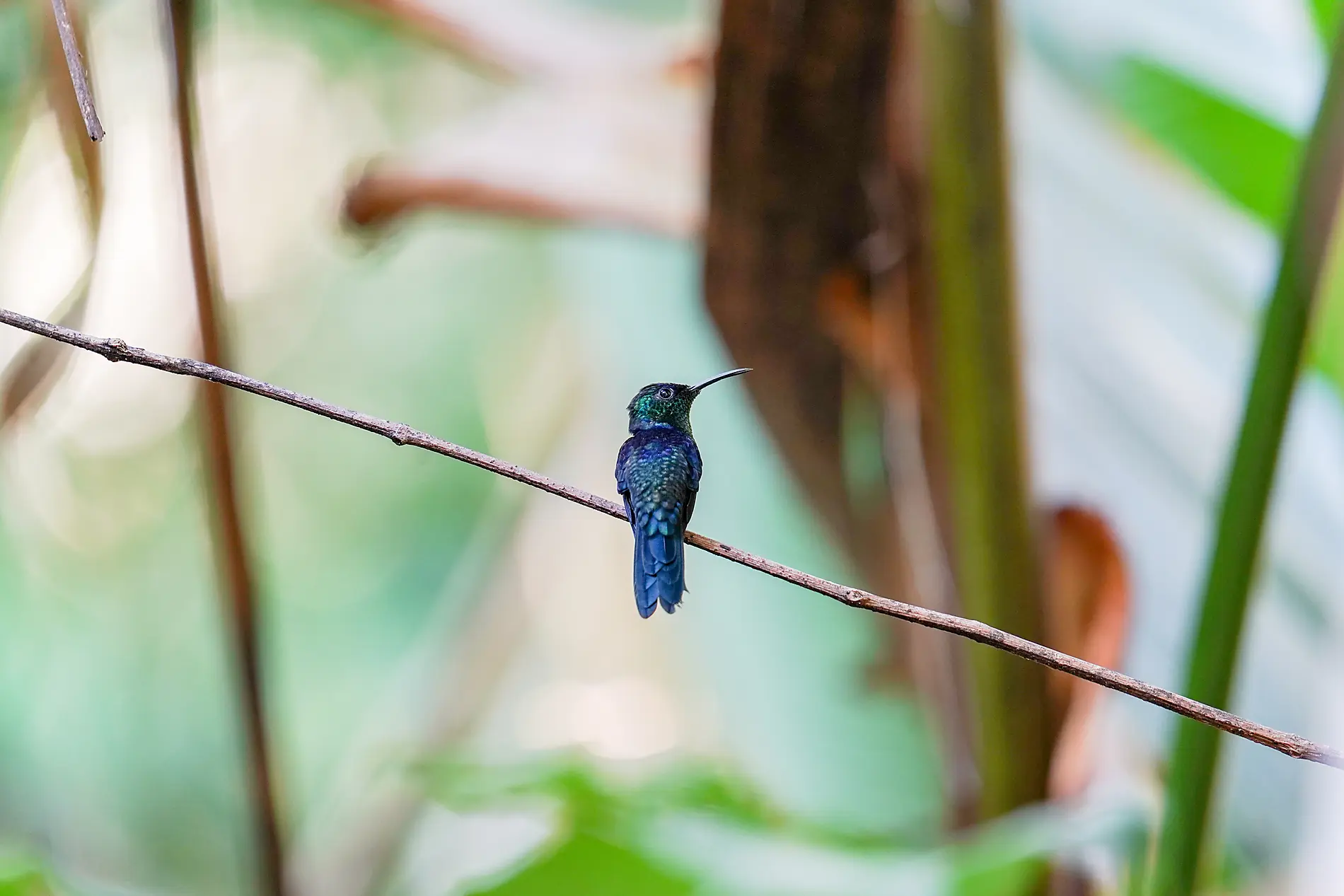 Costa Rica by Sea: Wildlife and Rainforests of the Pacific Coast – with Smithsonian Journeys 