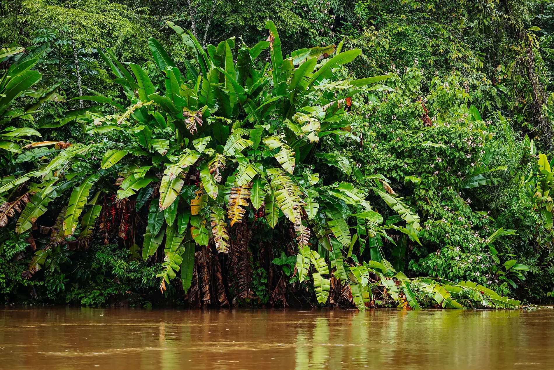 Costa Rica by Sea: Wildlife and Rainforests of the Pacific Coast – with Smithsonian Journeys 