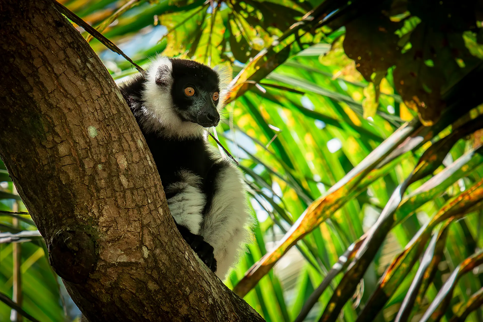Madagascar, Zanzibar and the jewels of the Indian Ocean 