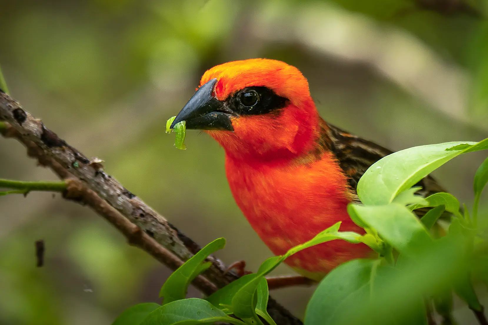 Madagascar, Zanzibar and the jewels of the Indian Ocean 