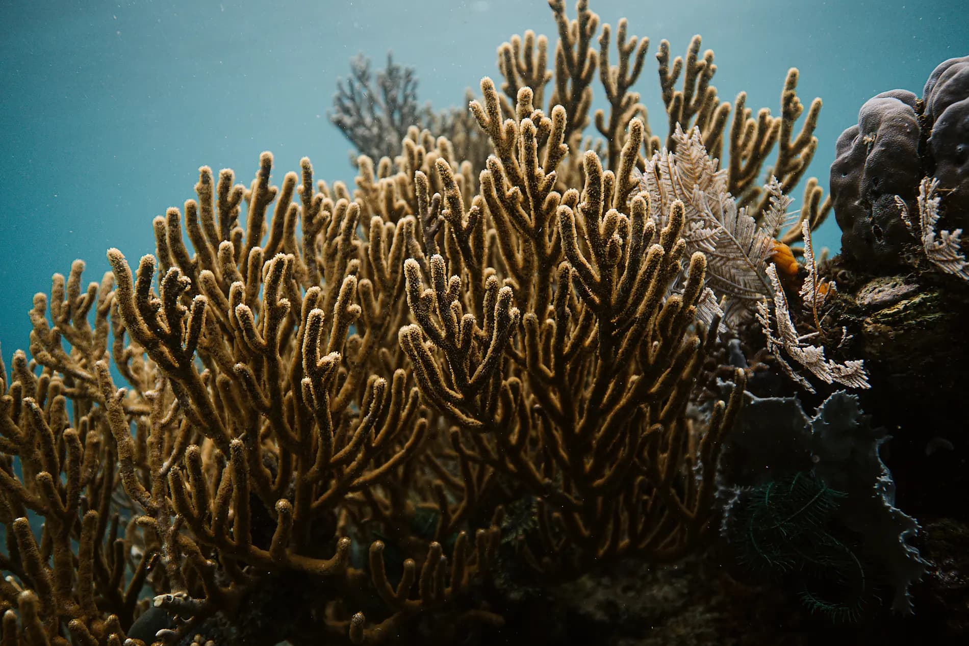 Madagascar and Seychelles: Natural Treasures of the Indian Ocean – with Smithsonian Journeys 