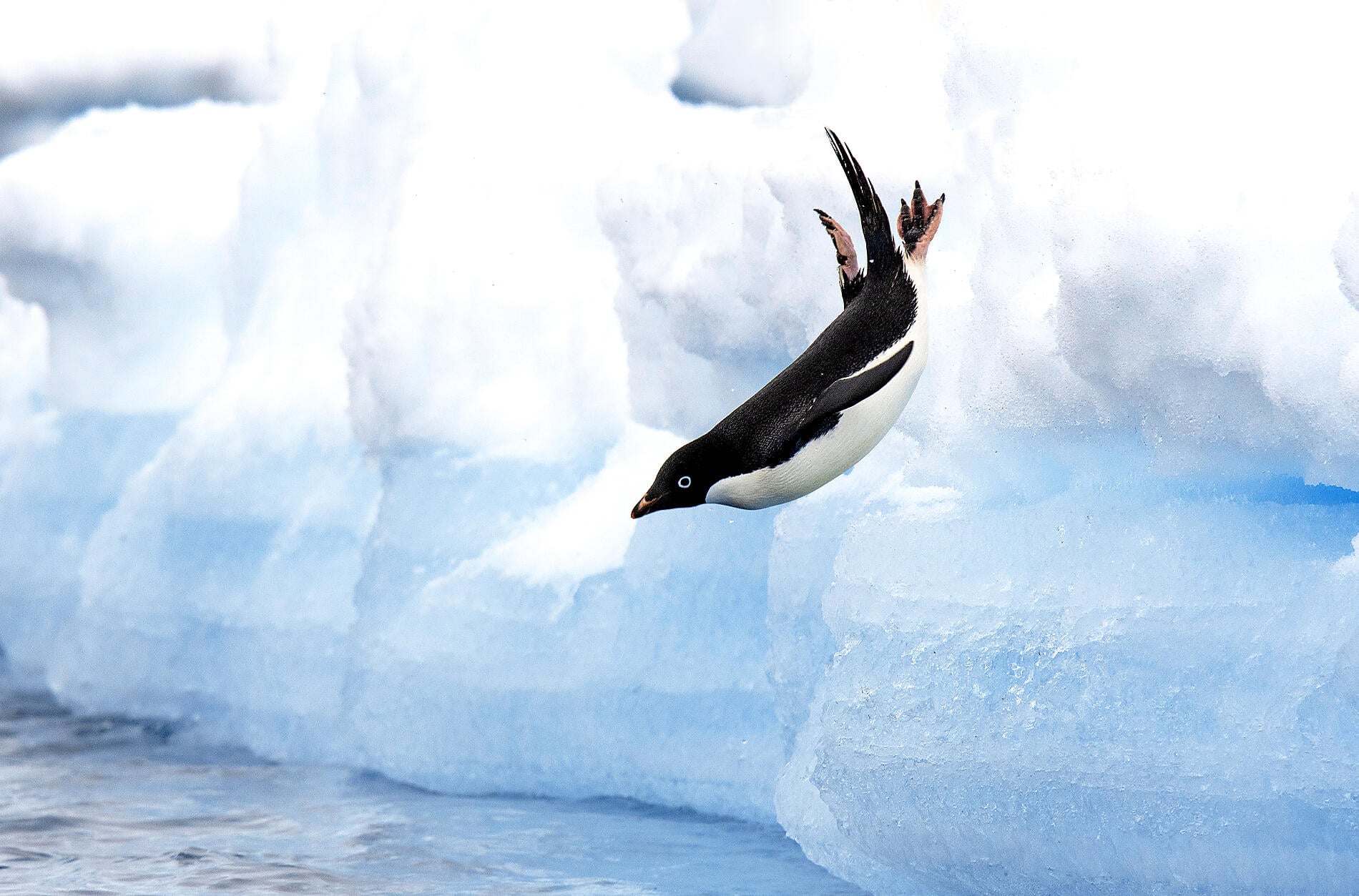 ANTARCTIQUE-MANCHOT ADÉLIE-Retouche©StudioPonant-Sylvain Adenot.jpg