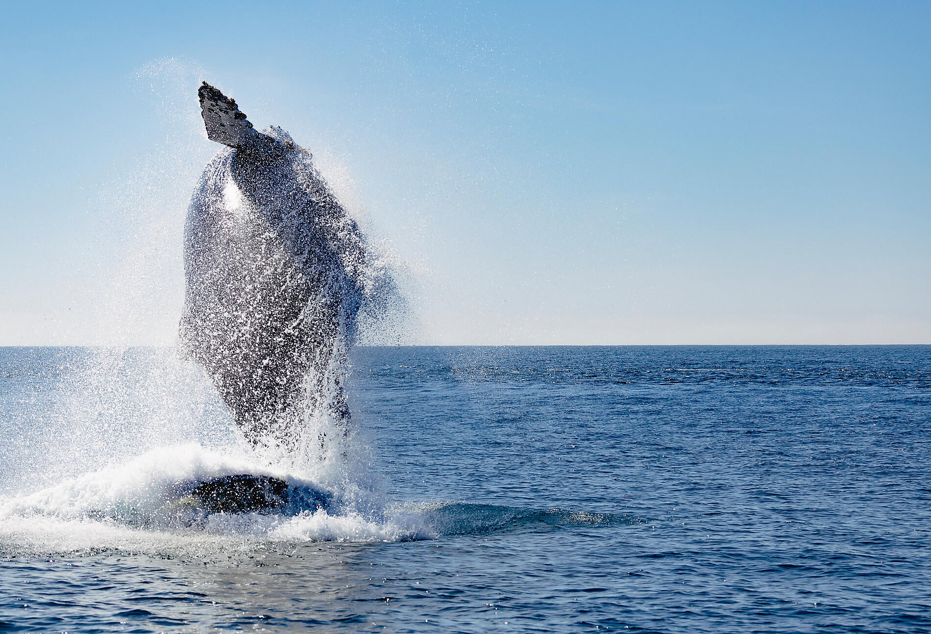 0O5A0153_bahia_magdalena_baleine_bosse_reperage_baja_california_©PONANT-Julien Fabro.jpg