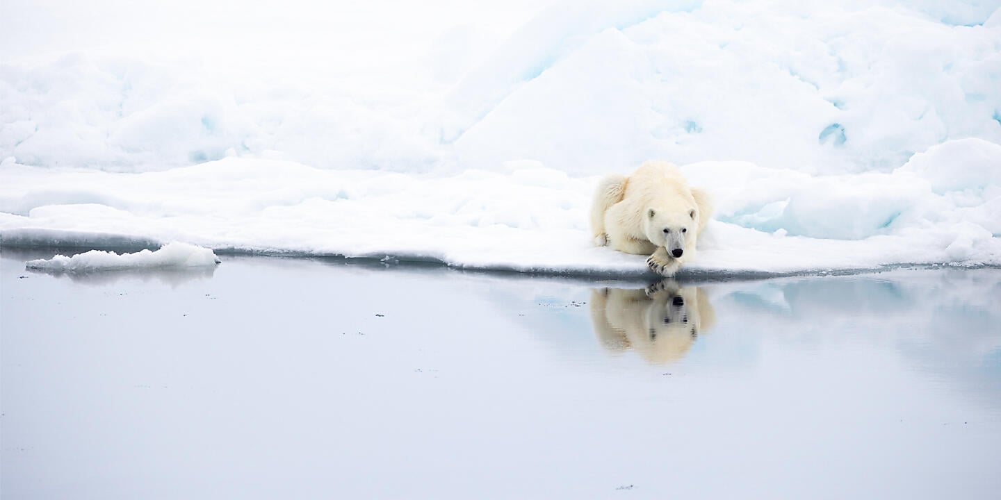 Northeast Greenland's unexplored sea ice Northeast Greenland's unexplored sea ice