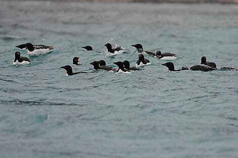 Jun 9, 26 - Isbukta, Spitsbergen