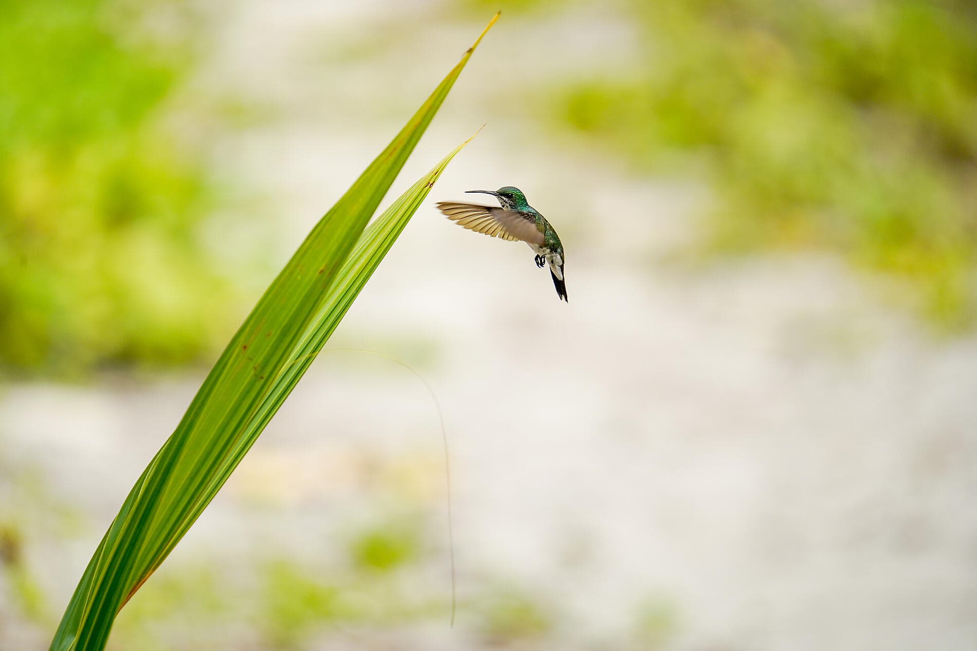 From Panama’s wild beauty to Peruvian shores