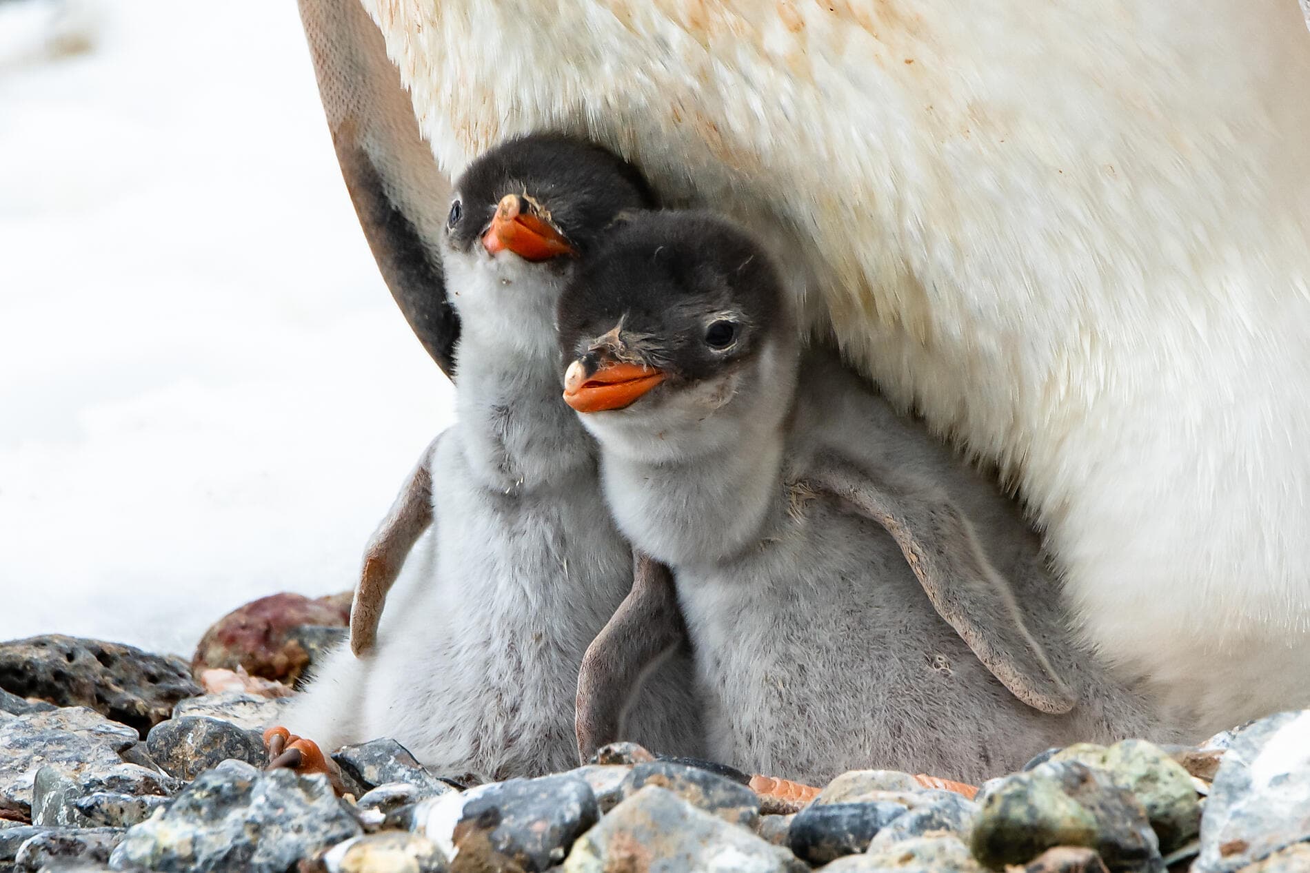 The Great Austral Loop