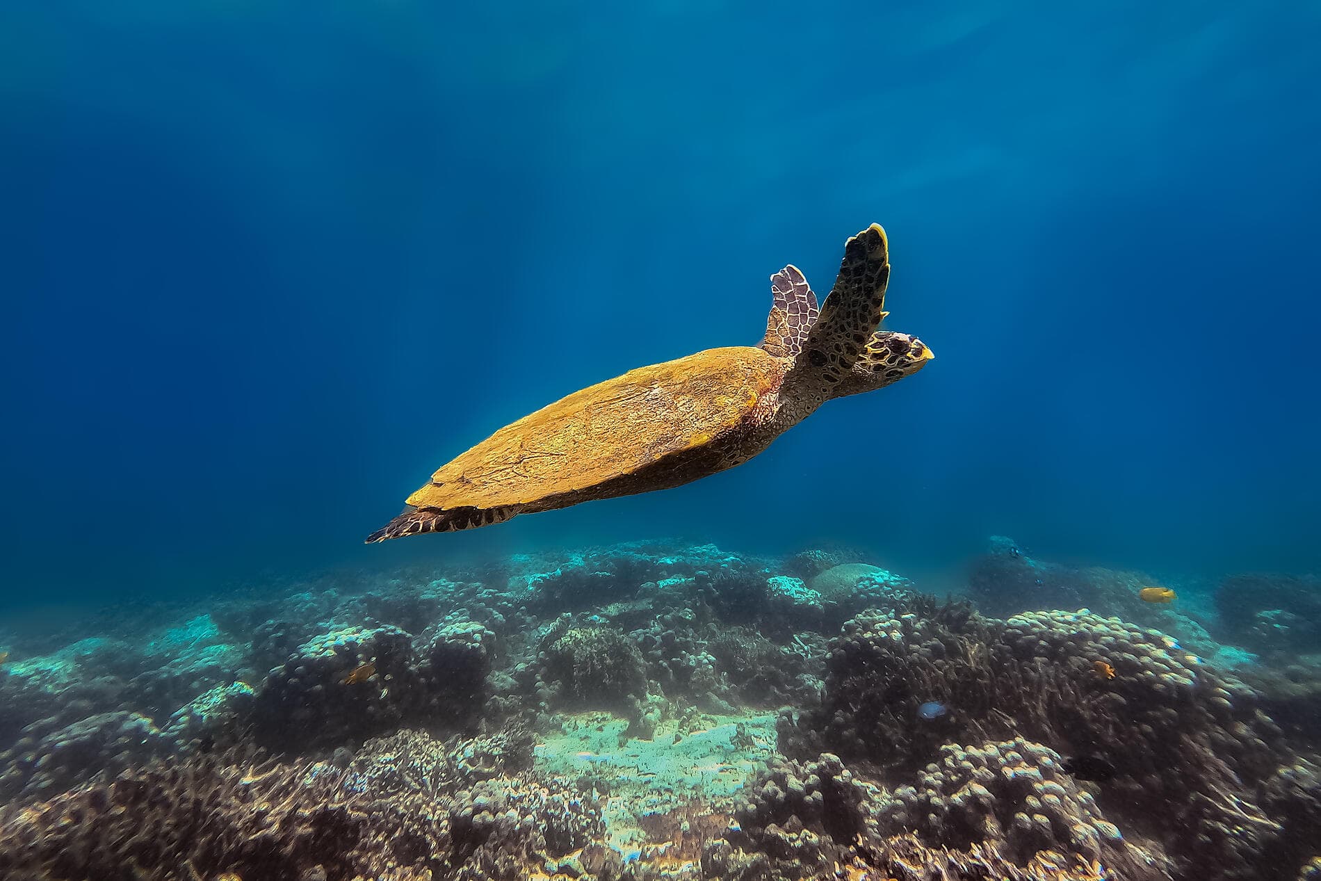 From Madagascar to the Seychelles, unsuspected Islands