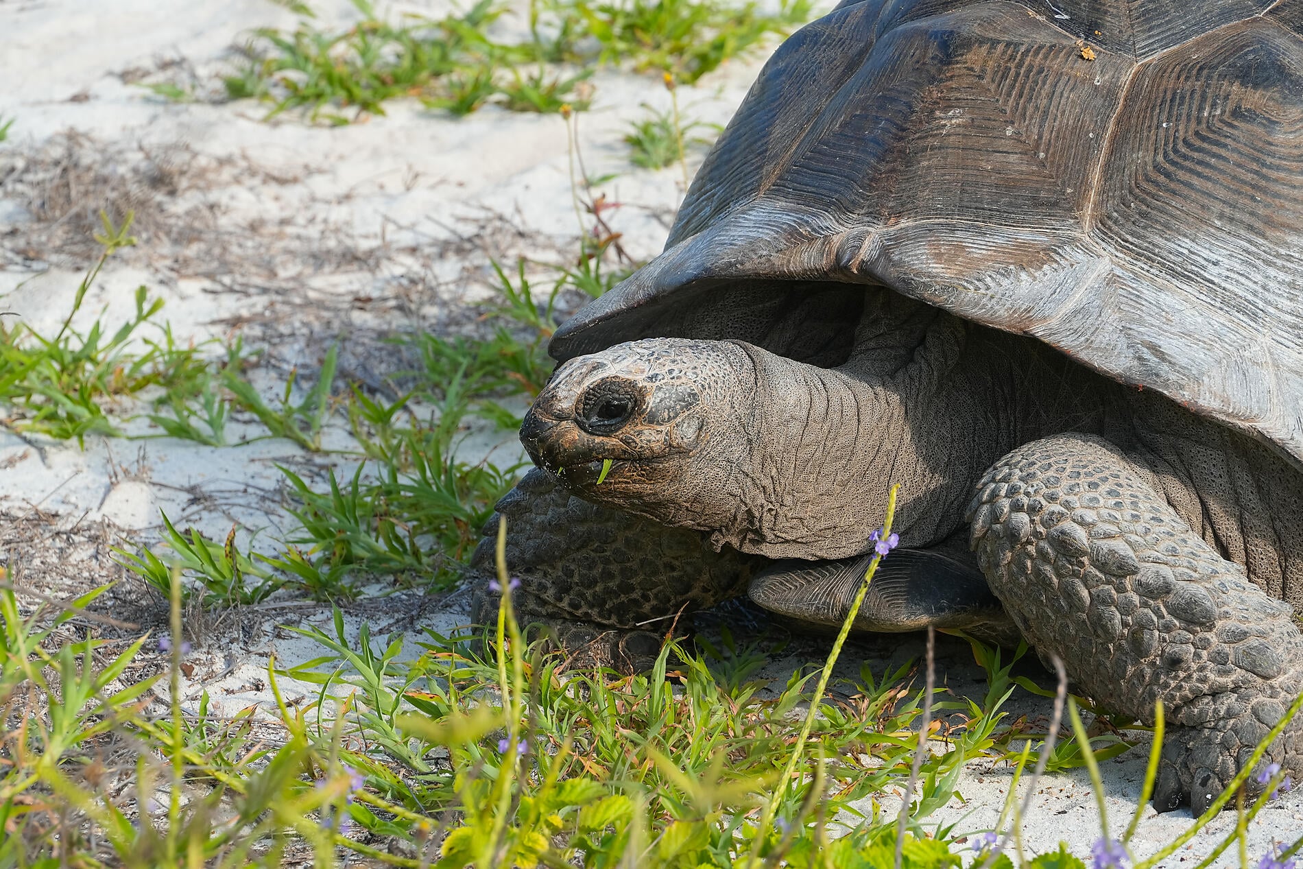 From Madagascar to the Seychelles, unsuspected Islands From Madagascar to the Seychelles, unsuspected Islands