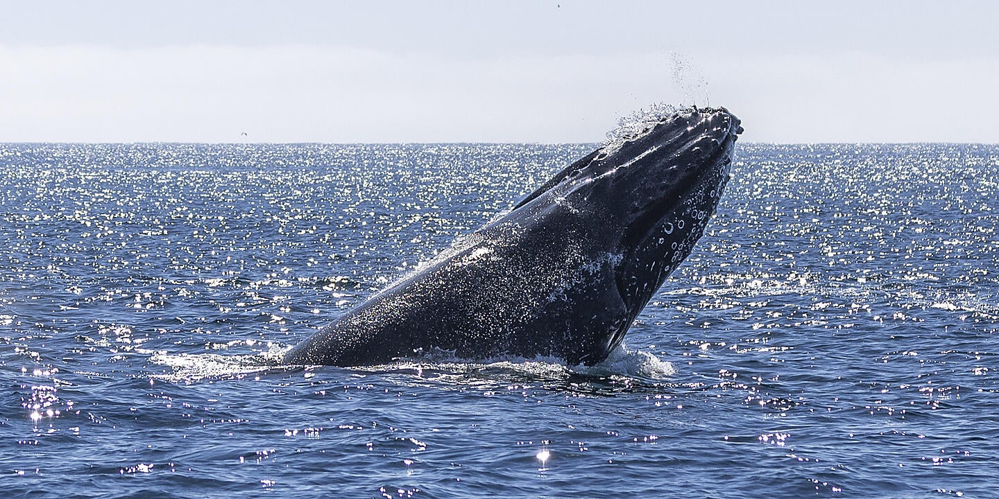 Baja and the Sea of Cortez: In Search of the Great Whales – with Smithsonian Journeys Baja and the Sea of Cortez: In Search of the Great Whales – with Smithsonian Journeys