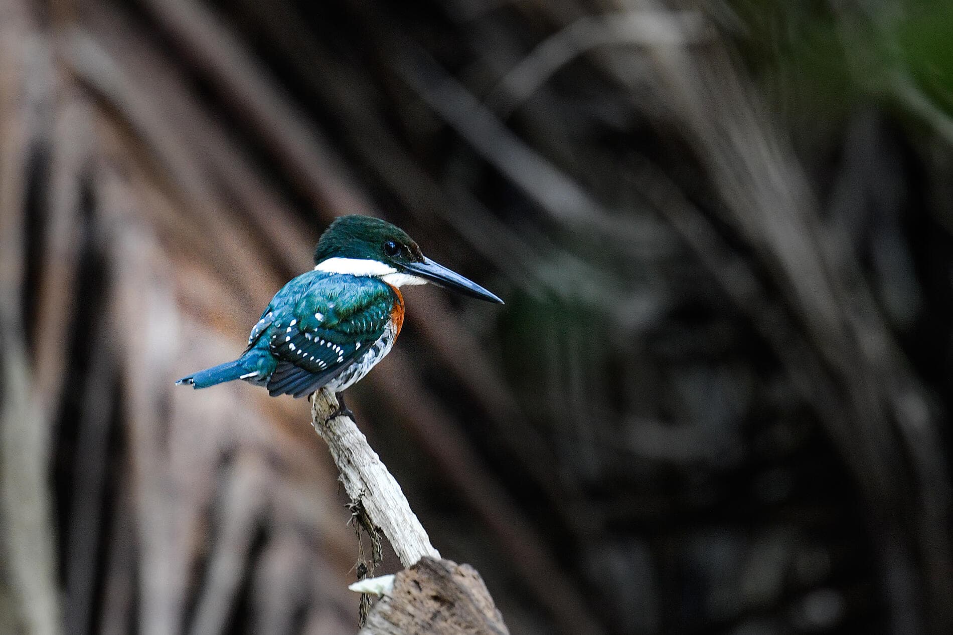 Secrets of Central America