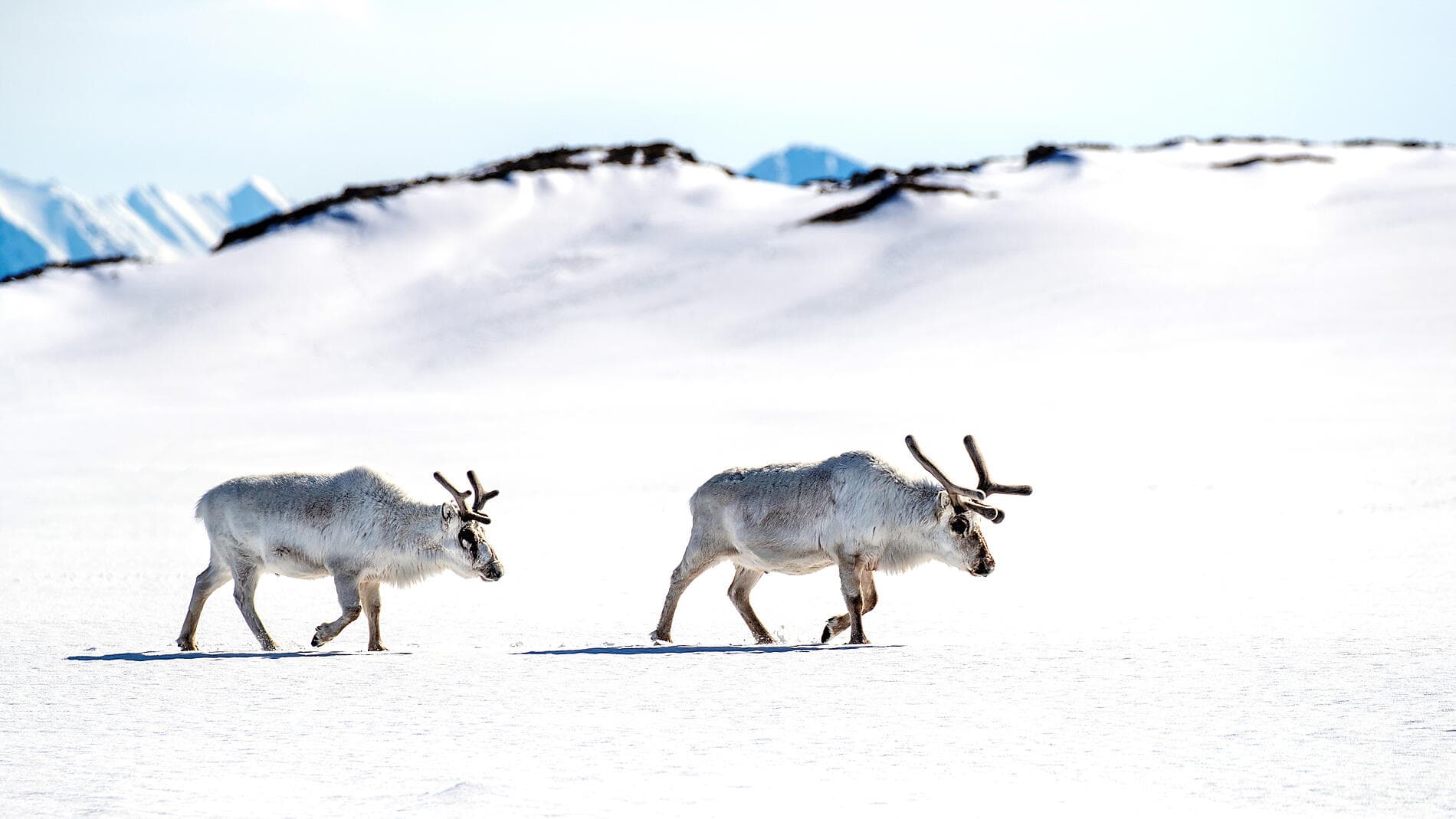 Unexplored Svalbard
