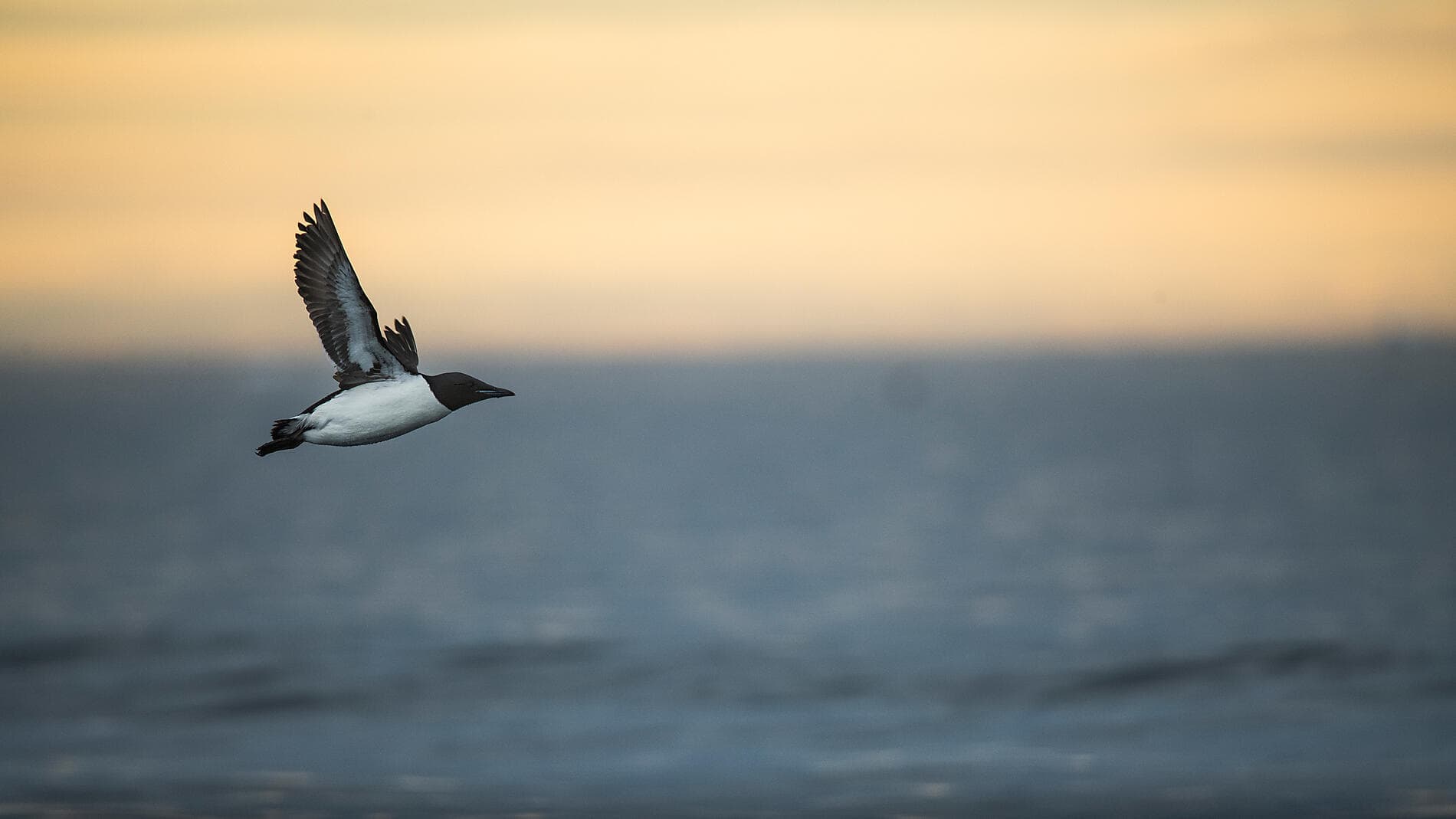 Unexplored Svalbard
