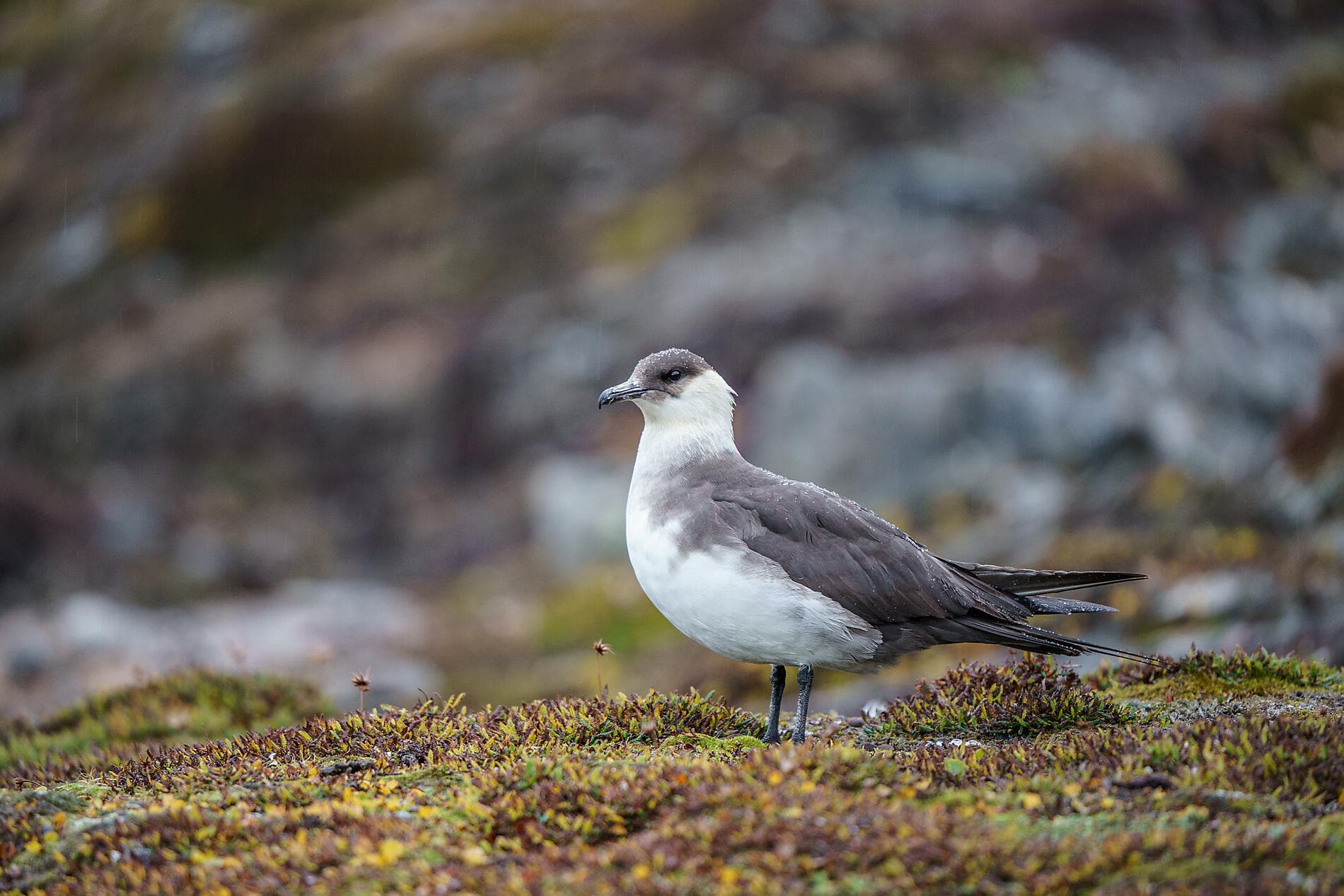 Unexplored Svalbard