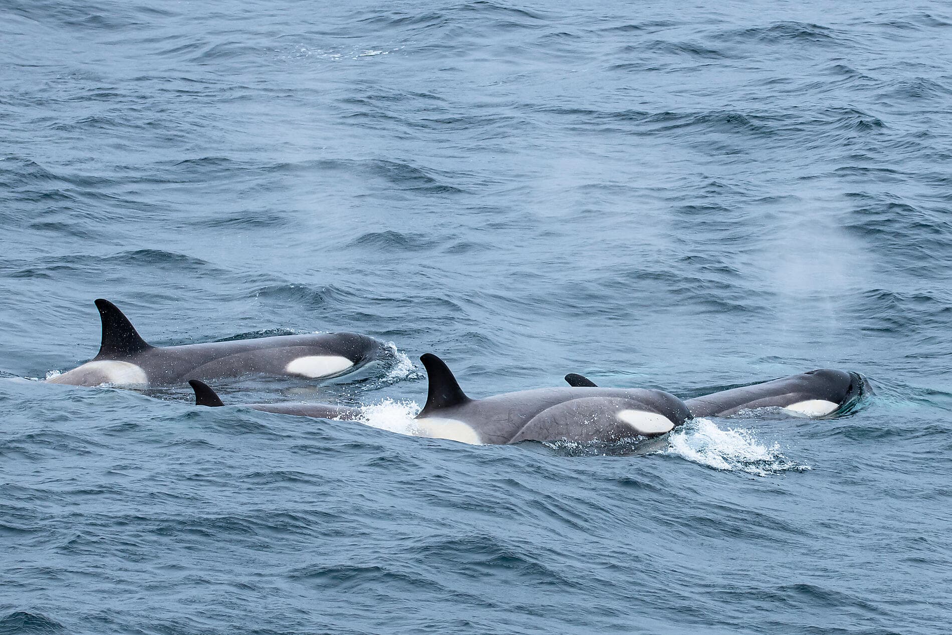 Setting sail for the ice of the mythical Weddell Sea