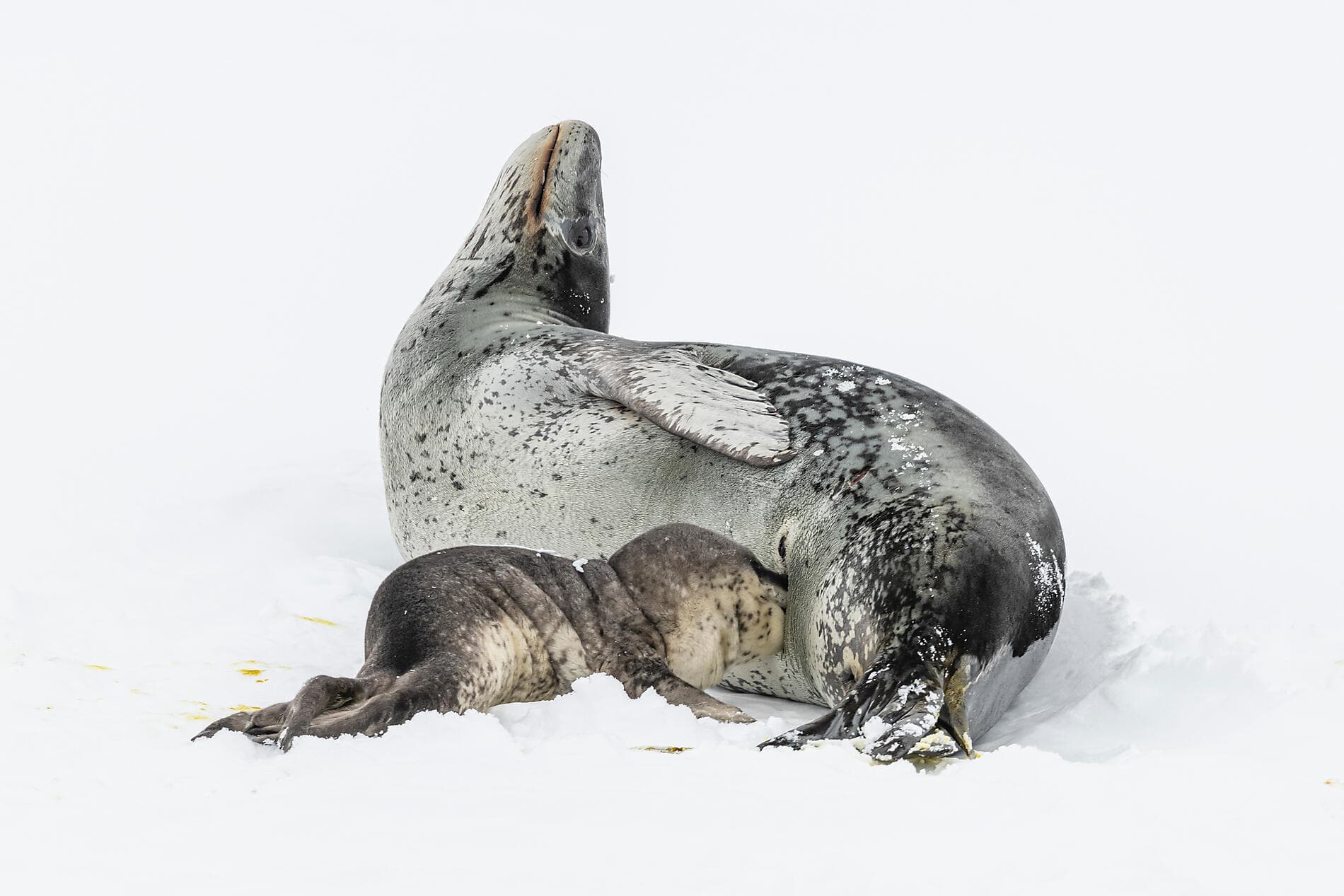 Setting sail for the ice of the mythical Weddell Sea