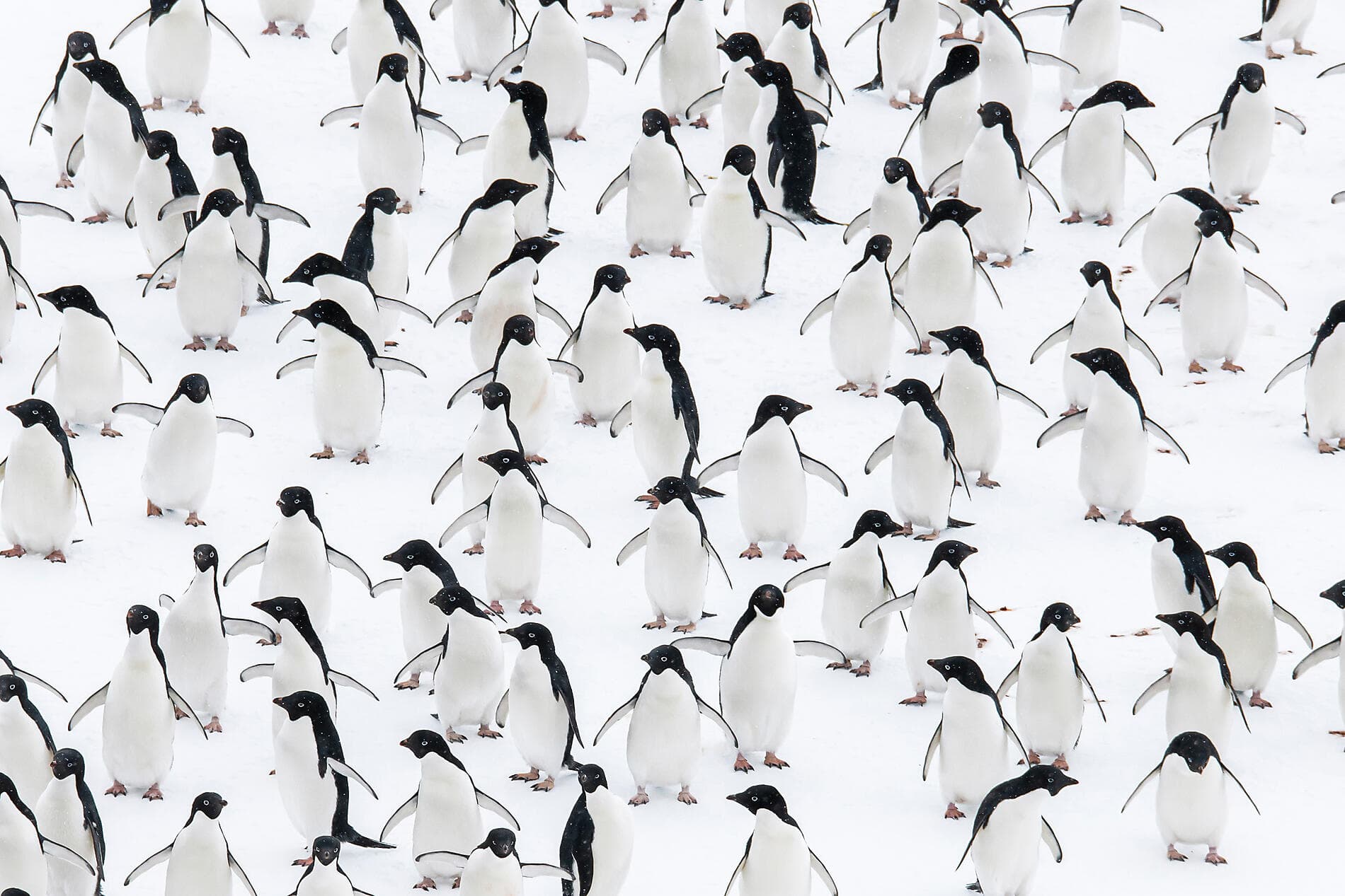 Setting sail for the ice of the mythical Weddell Sea