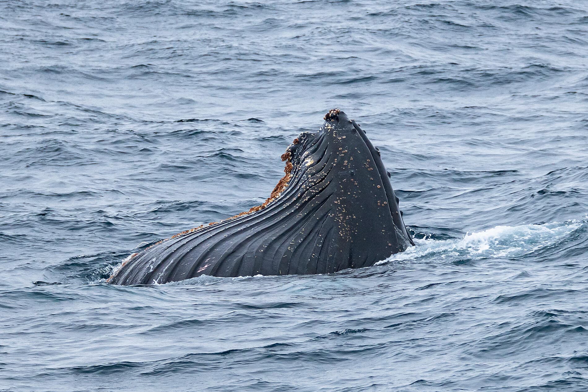 Setting sail for the ice of the mythical Weddell Sea