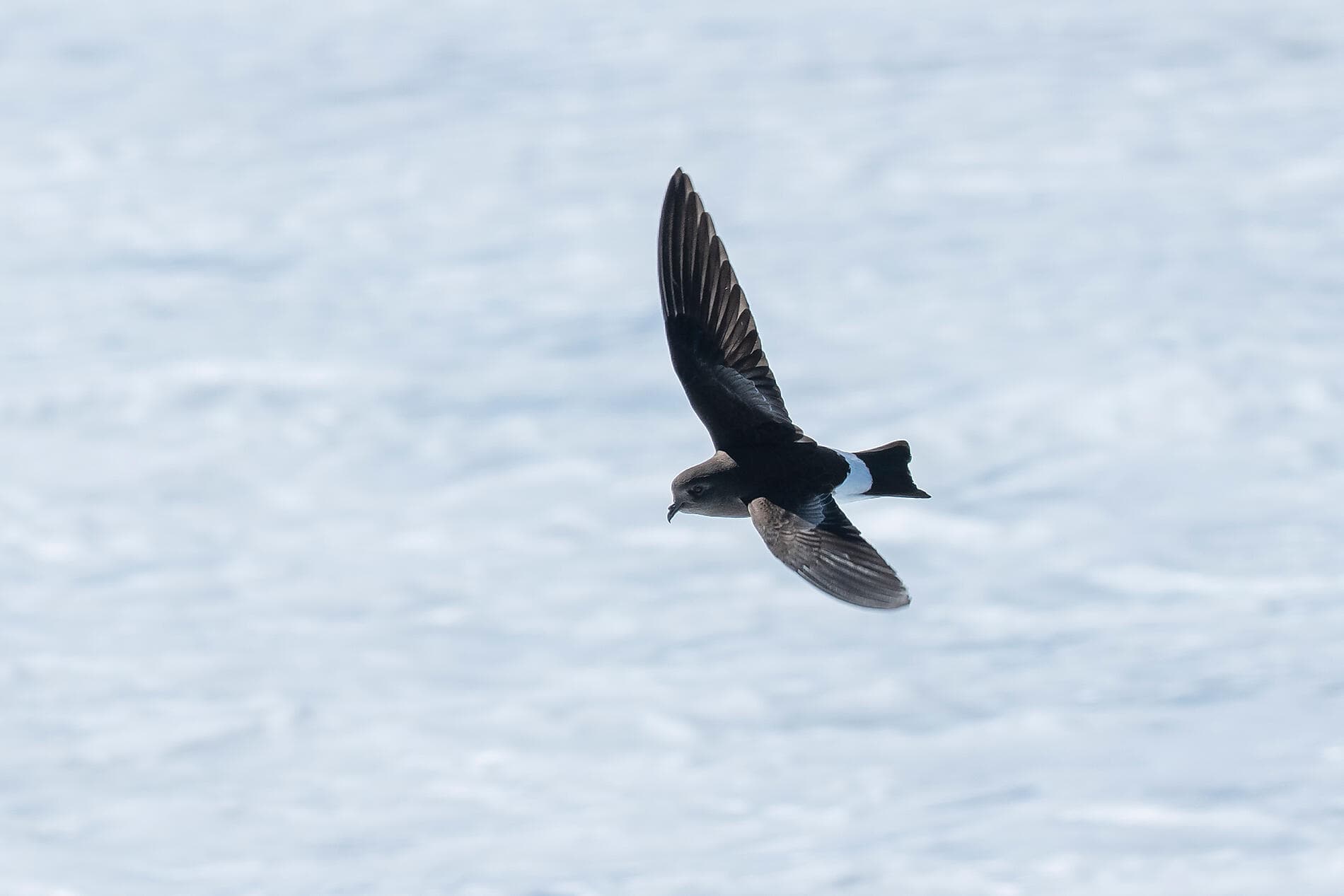 Setting sail for the ice of the mythical Weddell Sea