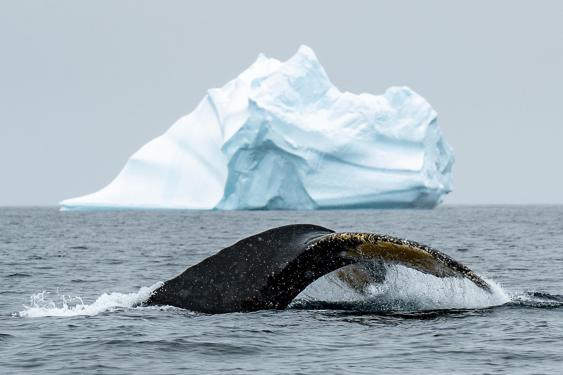 Unexplored Eastern Antarctica between Two Continents