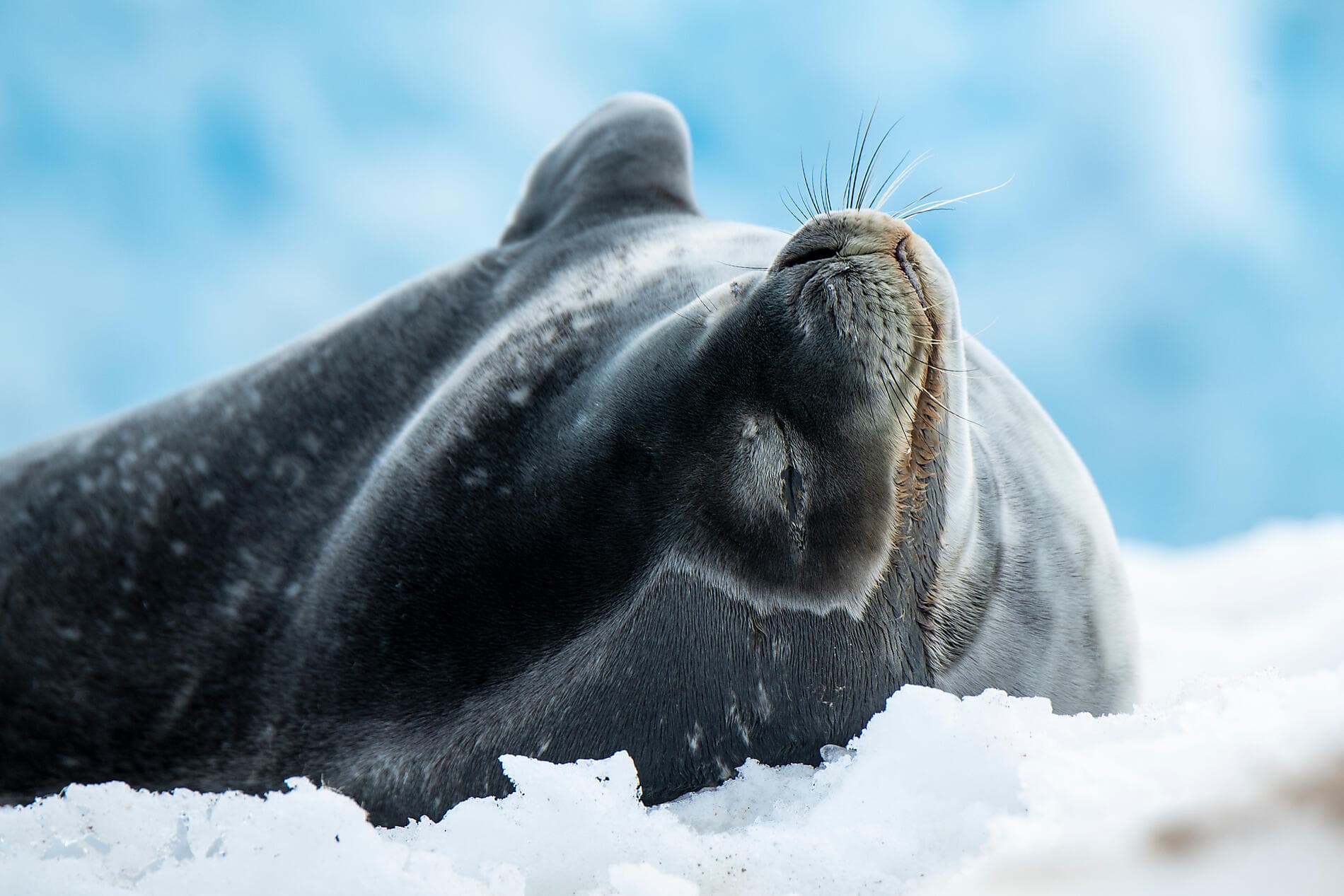 Unexplored Eastern Antarctica between Two Continents