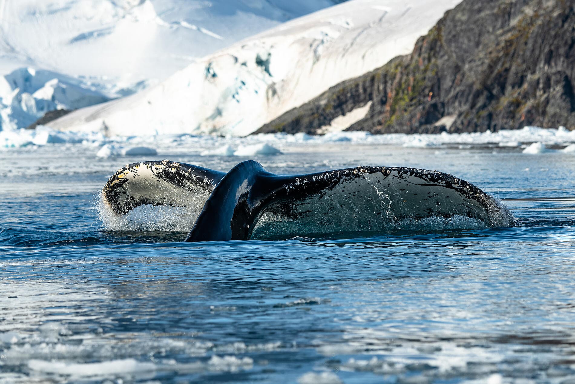 Emblematic Antarctica