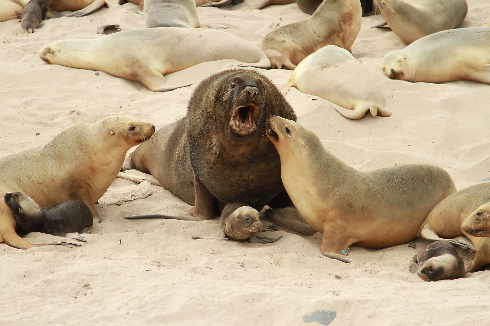 Expedition to New Zealand’s Subantarctic Islands