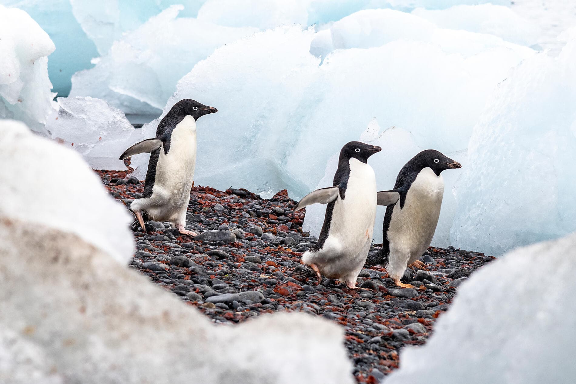 Antarctica: The White Continent – with Smithsonian Journeys