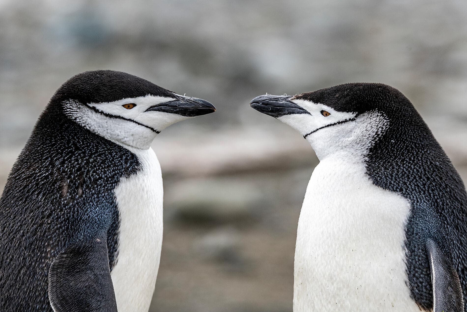 Antarctica: The White Continent – with Smithsonian Journeys
