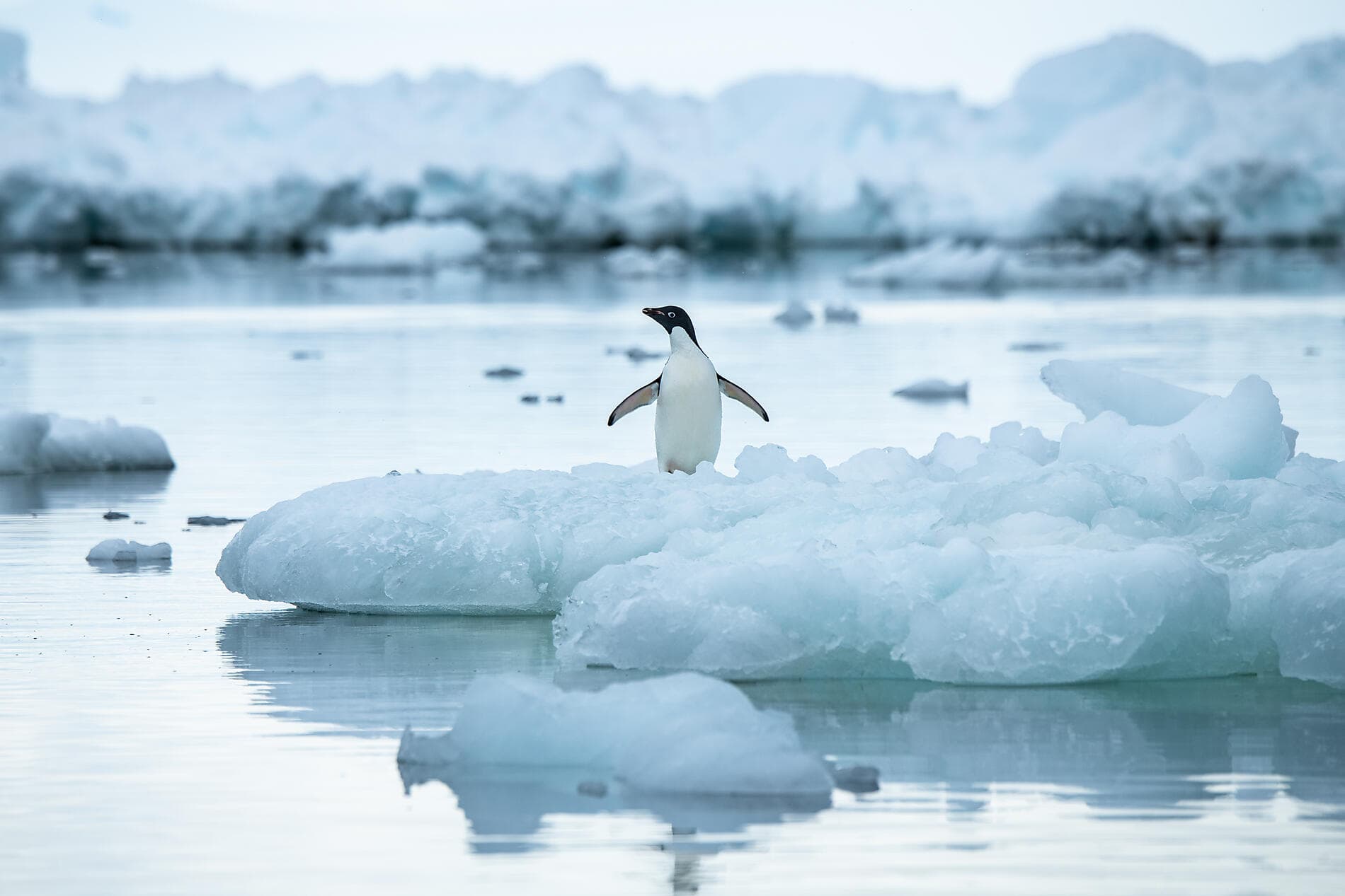 Antarctica: The White Continent – with Smithsonian Journeys