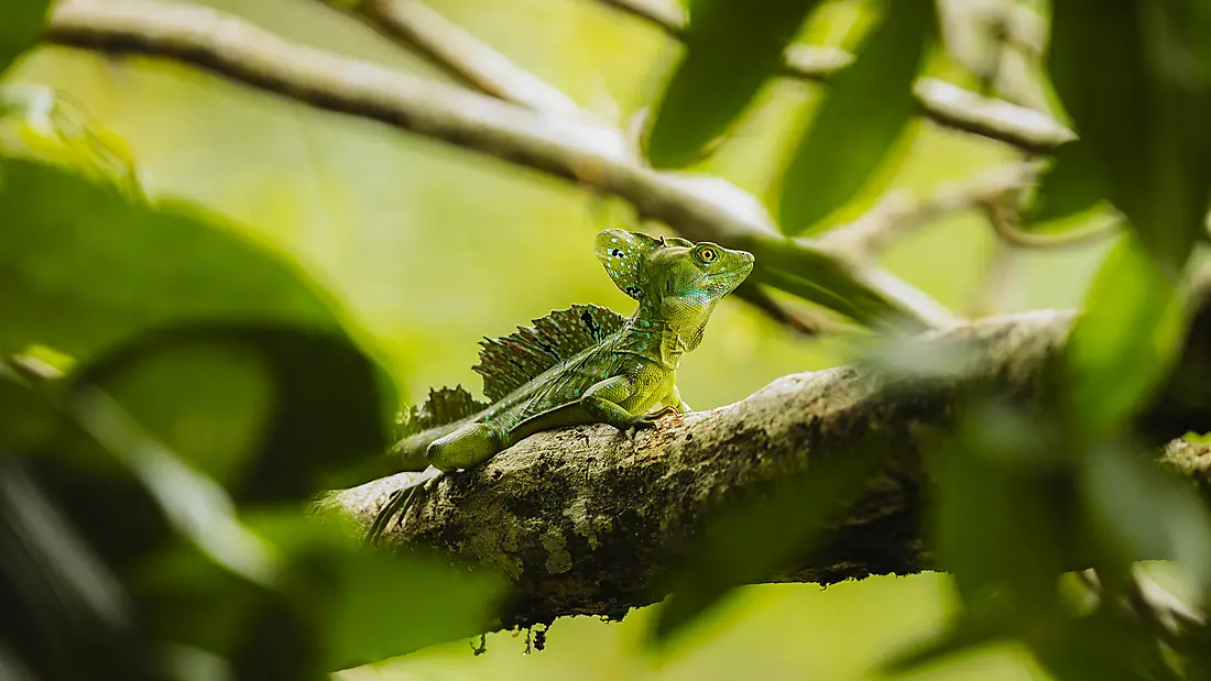 Pacific Coast of Costa Rica