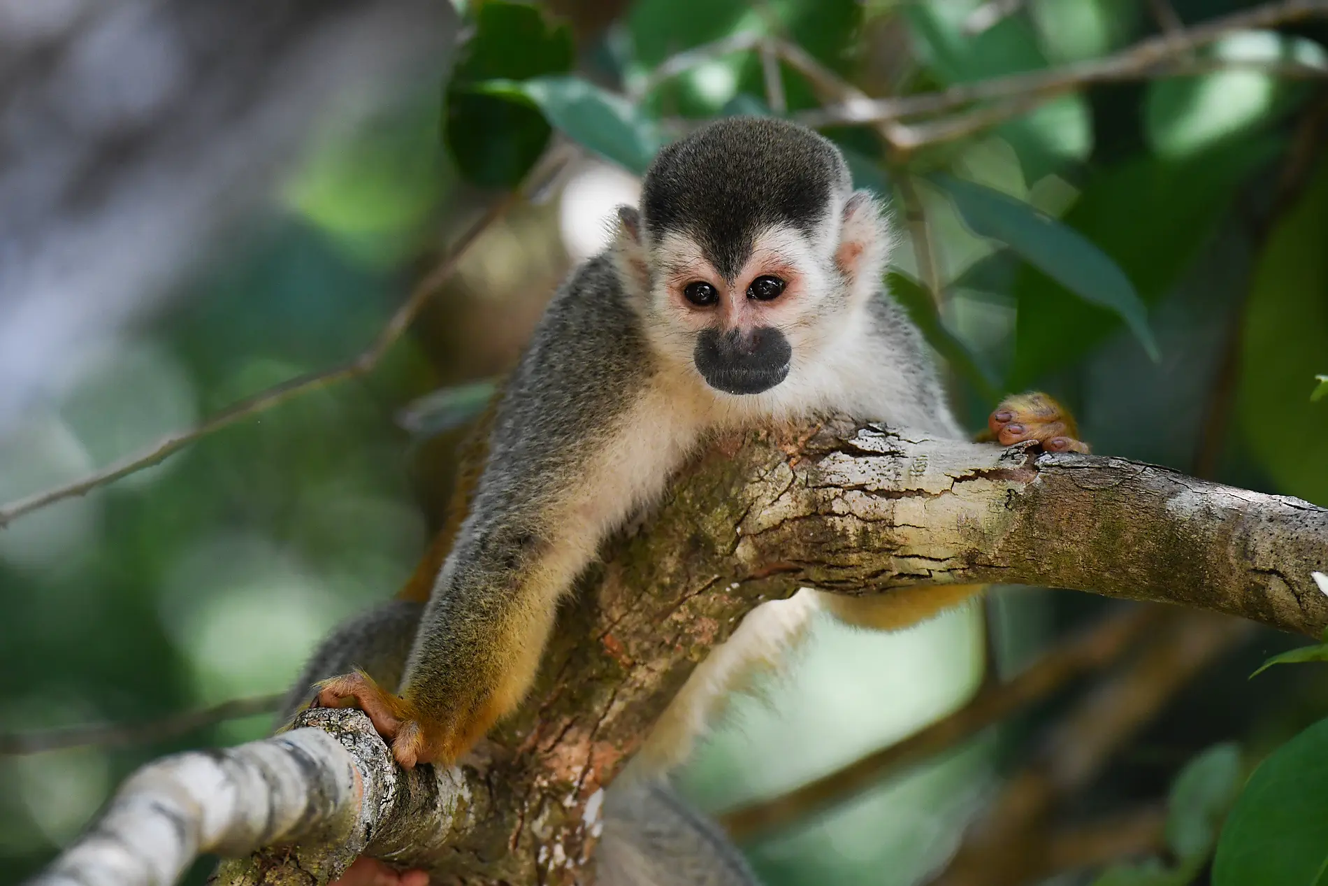 Secrets of Central America